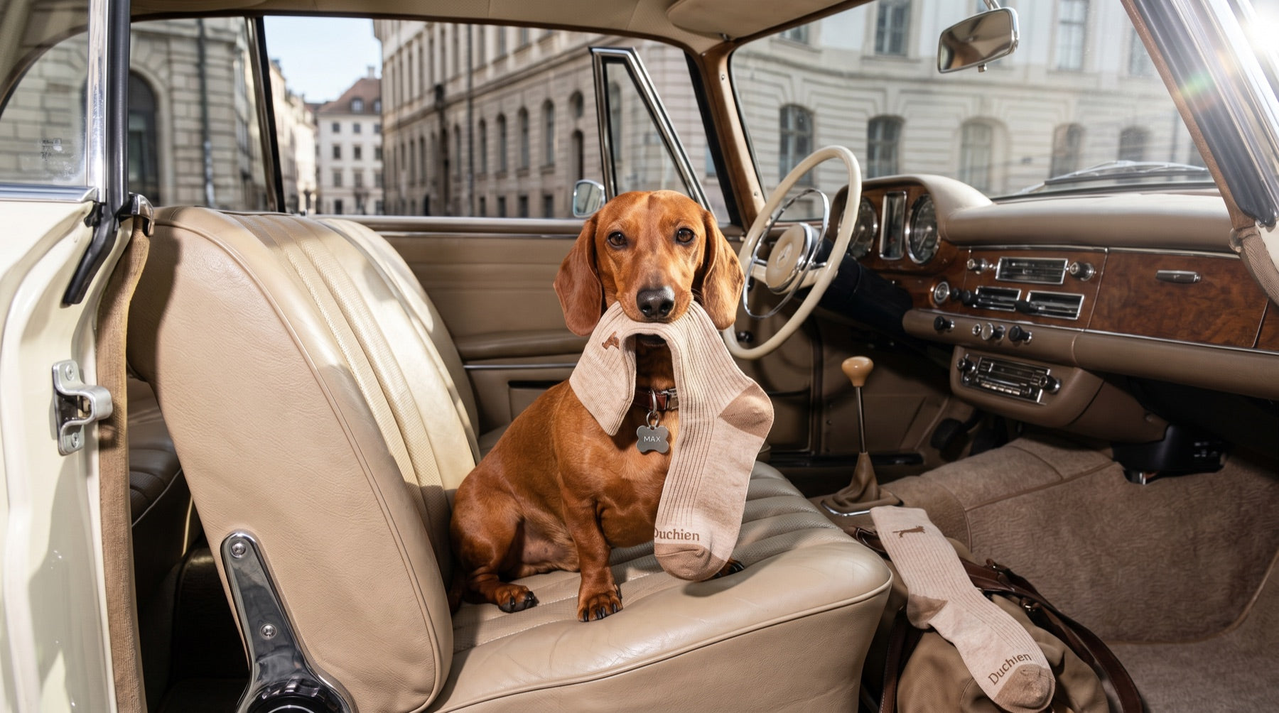 Teckel dans une voiture de collection tenant une chaussette DUCHIEN